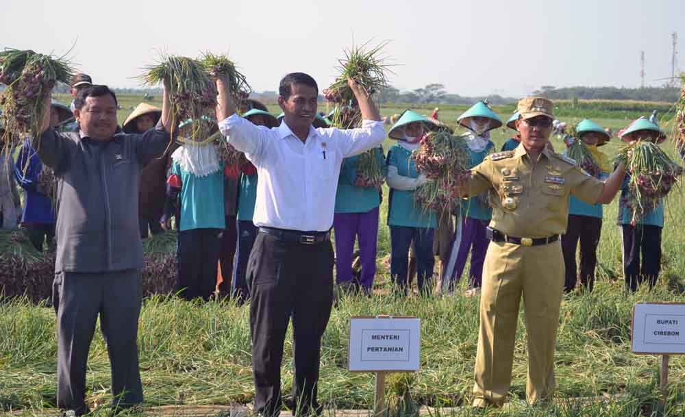 Wakil Ketua Komisi IV Tinjau Lahan Pertanian di Karawang